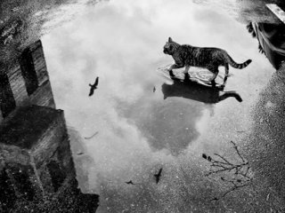 گربه زیر باران. ارنست همینگوی. مترجم: احمد گلشیری