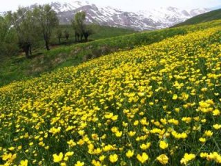 باغ گل زرد و سرخ... از قصه های کهن فارسی