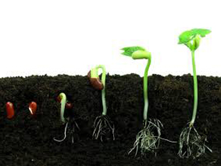 جترو تول: بذرهایی درون خاک