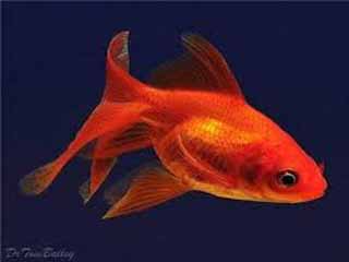«ماهی قرمز» نه ایرانی است نه اخلاقی!