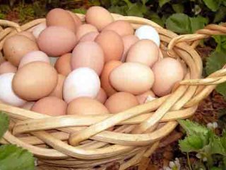 دانستنی های ضروری در مورد تخم مرغ