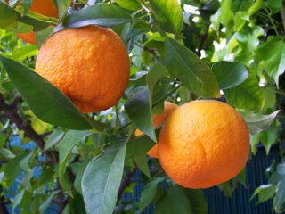 نارنج و خواص آن