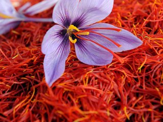 زعفران، گياهی با ارزش غذایی، دارويی، آرايشی و بهداشتی