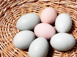 حقايقی در مورد تخم مرغ
