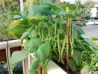 کاشت لوبیا سبز در خانه