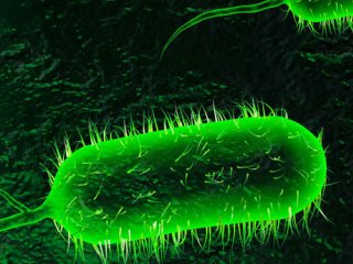 وبا؛ یک بیماری باکتریایی