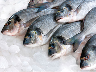 راهنمای خرید انواع ماهی