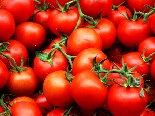 گوجه فرنگی ؛ سلامت کبد شما را تضمین می کند