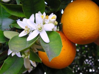 بهار نارنج؛ شمیم سلامتی