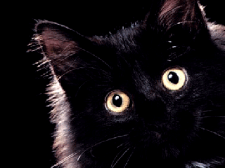 آیا بدشگونی گربه سیاه حقیقت دارد؟