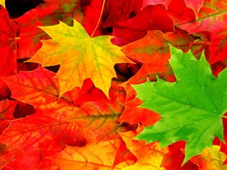با استفاده از این رنگ ها در دکوراسیون پاییز را به خانه بیاورید