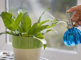 روش هایی ساده برای آبیاری گیاهان آپارتمانی به هنگام سفر رفتن