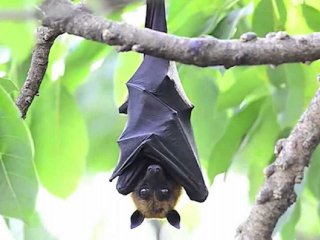 حقایقی جالب و باورنکردنی درباره خفاش‌ها