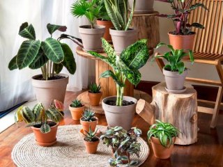 دو پیشنهاد عالی برای نگهداری از گیاهان آپارتمانی در محیط‌های کم نور