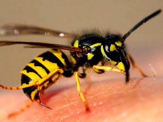 تازه های کرونا : تأثیر «نیش زنبور» بر درمان بیماری کرونا حقیقت دارد؟