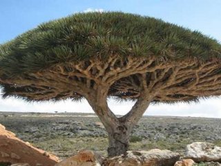 عجیب‌ترین درخت‌های جهان که شما را حیرت زده می‌کنند