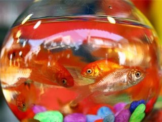 چه کار‌هایی عمر ماهی قرمز را کم می‌کند؟
