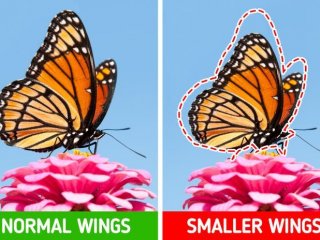 چرا هر چه می‌گذرد حیوانات کوچک‌تر می‌شوند؟