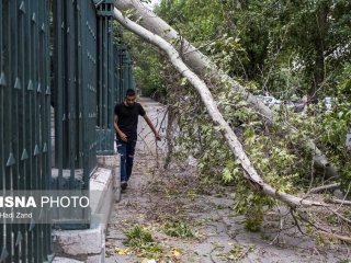 طوفان در تهران و قطع تعدادی از درختان+ عکس