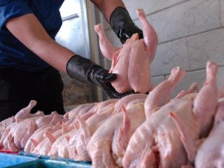 نرخ مصوب هرکیلو مرغ زنده و گرم اعلام شد