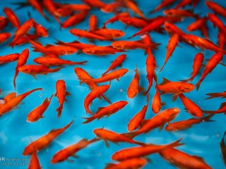 ماهی قرمز عید عامل انتقال کرونا است؟