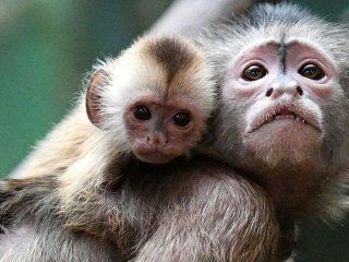 پاسخ به ۱۱ سوال مهم درباره آبله میمون