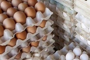 قیمت تخم‌ مرغ ۶ برابر خواهد شد؟