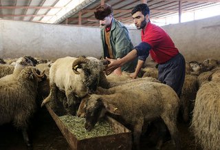 قیمت گوسفند قربانی اعلام شد+ جزییات