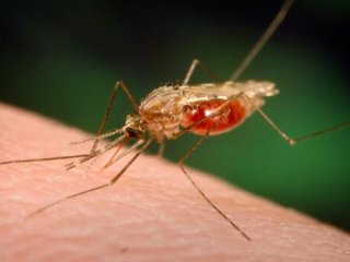 شیوع بیماری خطرناک مالاریا در این استان