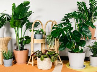 معرفی 3 گیاه برای نگهداری آسان در آپارتمان