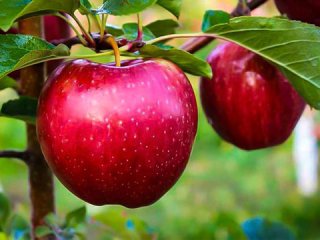 فواید خوردن سیب در ماه رمضان