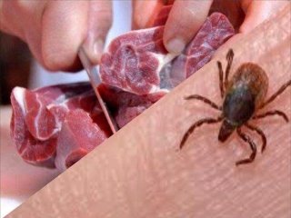 خطر «تب کریمه کنگو» بیخ گوش مردم ؛  مصرف گوشت تازه تا 24 ساعت ممنوع