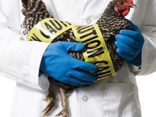 هشداری درباره ابتلا به آنفلوآنزای پرندگان
