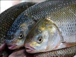 افزایش بی‌ سابقه قیمت ماهی طی روز‌های اخیر