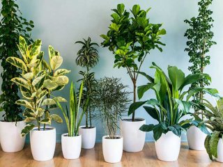5 گیاه مناسب آپارتمان ها و محیط های کاری کم نور