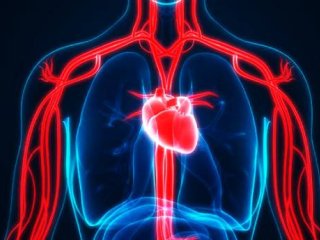 مهمترین عوامل بیماری‌های قلب و عروق