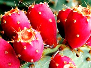 فواید شگفت‌انگیز « میوه کاکتوس » برای سلامتی