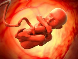 تصاویر شگفت انگیز از روند کامل شدن جنین +عکس