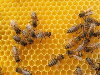 تاثیر زهر زنبور عسل بر سلول های سرطان سینه