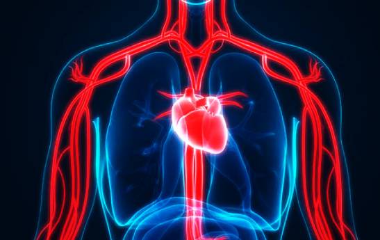 مهمترین عوامل بیماری‌های قلب و عروق