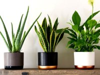 خلاقانه‌ترین ایده‌های چیدمان گیاهان آپارتمانی