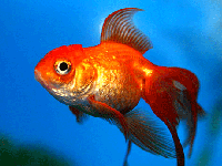 10 راهکار طلایی برای طولانی تر شدن عمر ماهی قرمز !