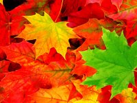 با استفاده از این رنگ ها در دکوراسیون پاییز را به خانه بیاورید