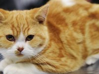 آیا گربه‌ها می‌توانند کرونا بگیرند و منتقل کنند ؟
