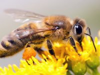 آشنایی با کاربرد‌ها و فواید زهر زنبور عسل