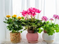 برای هر قسمت از خانه چه نوع گیاهی انتخاب کنیم؟
