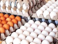 افزایش قیمت تخم مرغ هنوز مصوب نشده