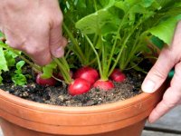 راهنمای کاربردی پرورش و کاشت سبزی در خانه