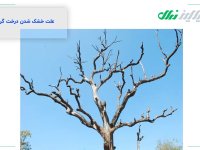 راهنمایی کاربردی برای مقابله با خشک شدن درختان گردو