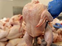 قیمت جدید مرغ اعلام شد ؛ گوشت مرغ را از این نرخ بالاتر نخرید